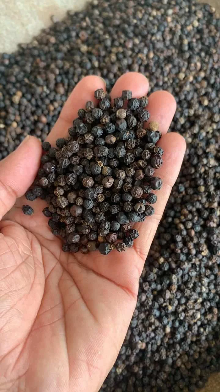 Black Pepper Seeds